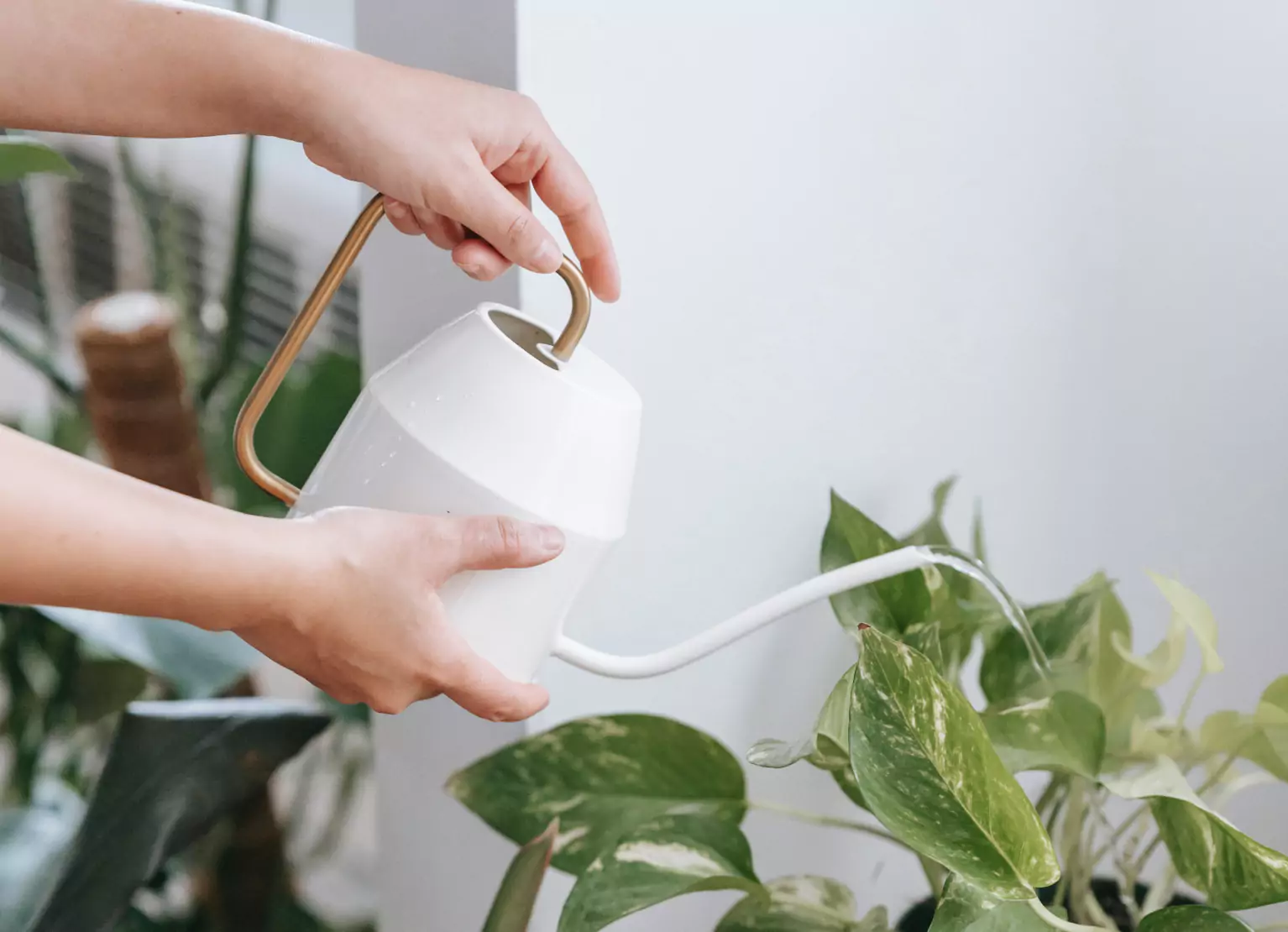 Person watering indoor plants