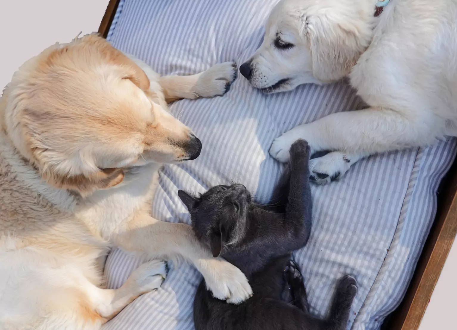 2 dogs and a cat laying together