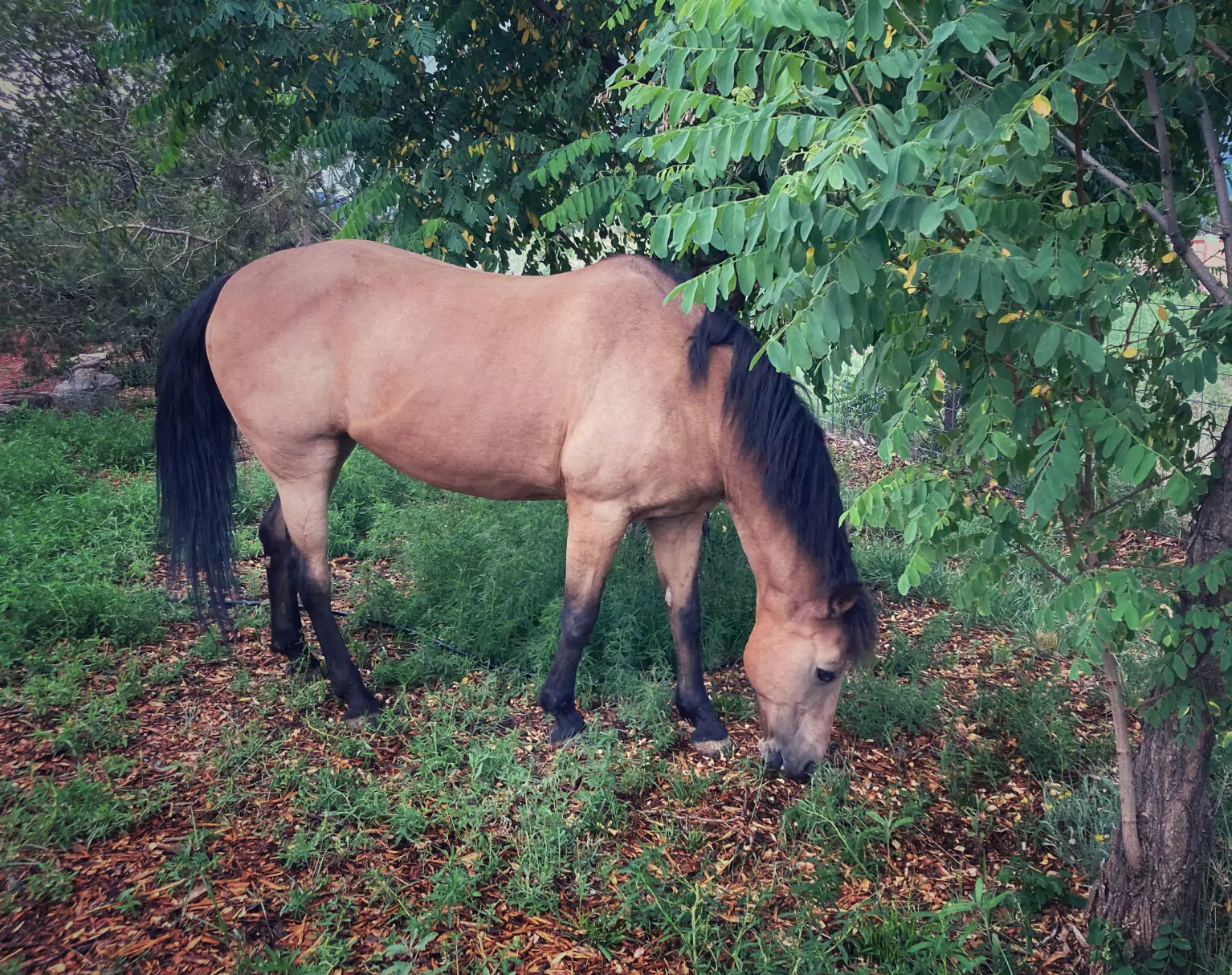 heather's horse in a field