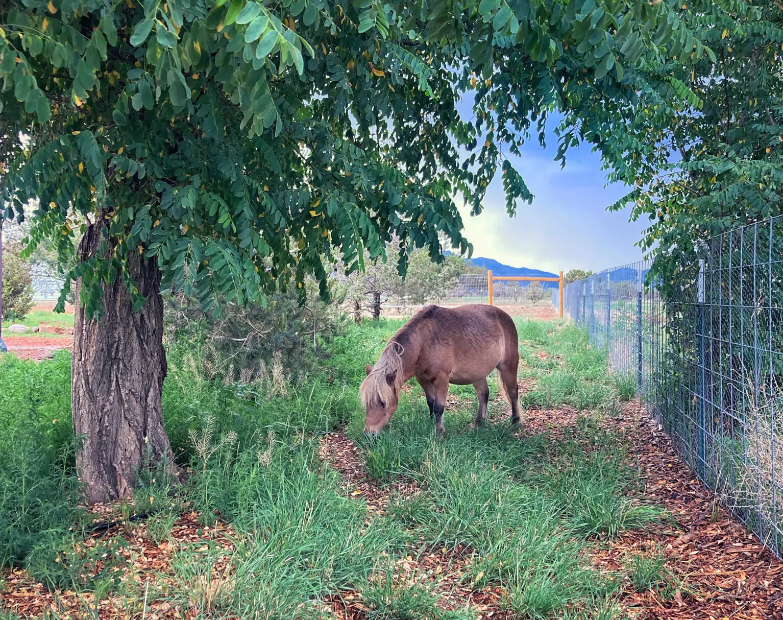 heather's horse eating