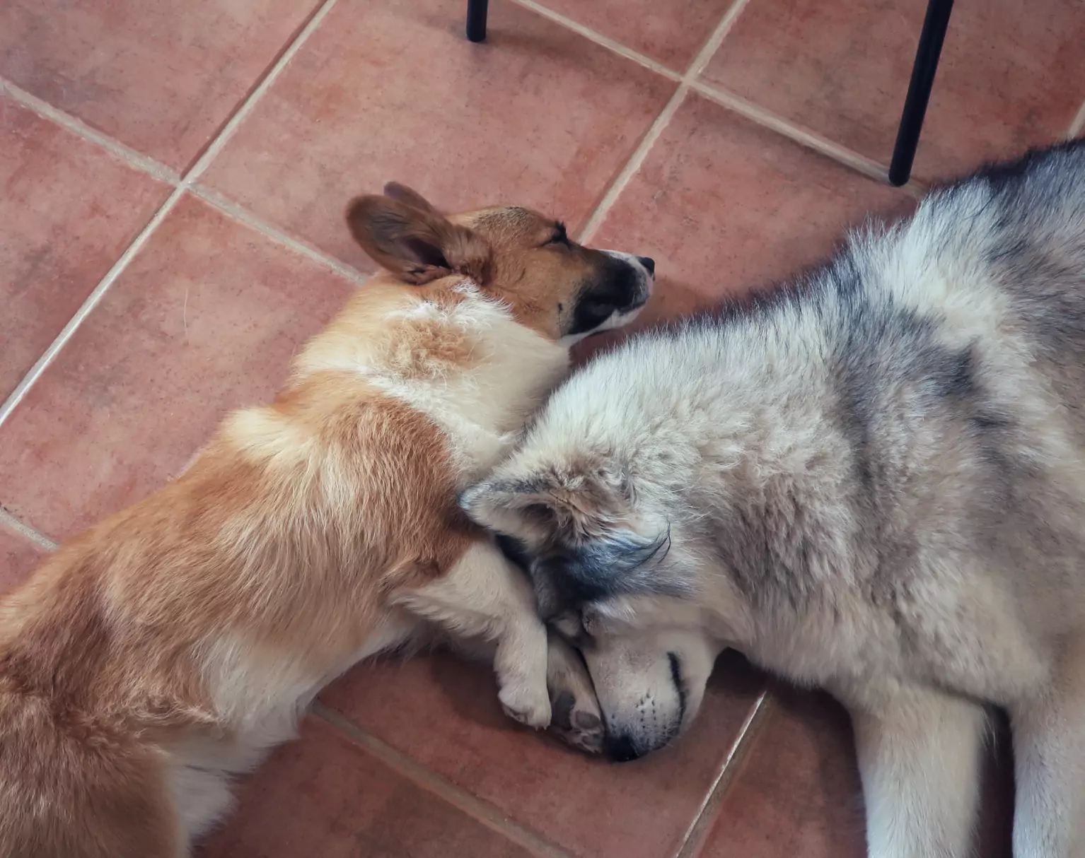 heather's two dogs laying together