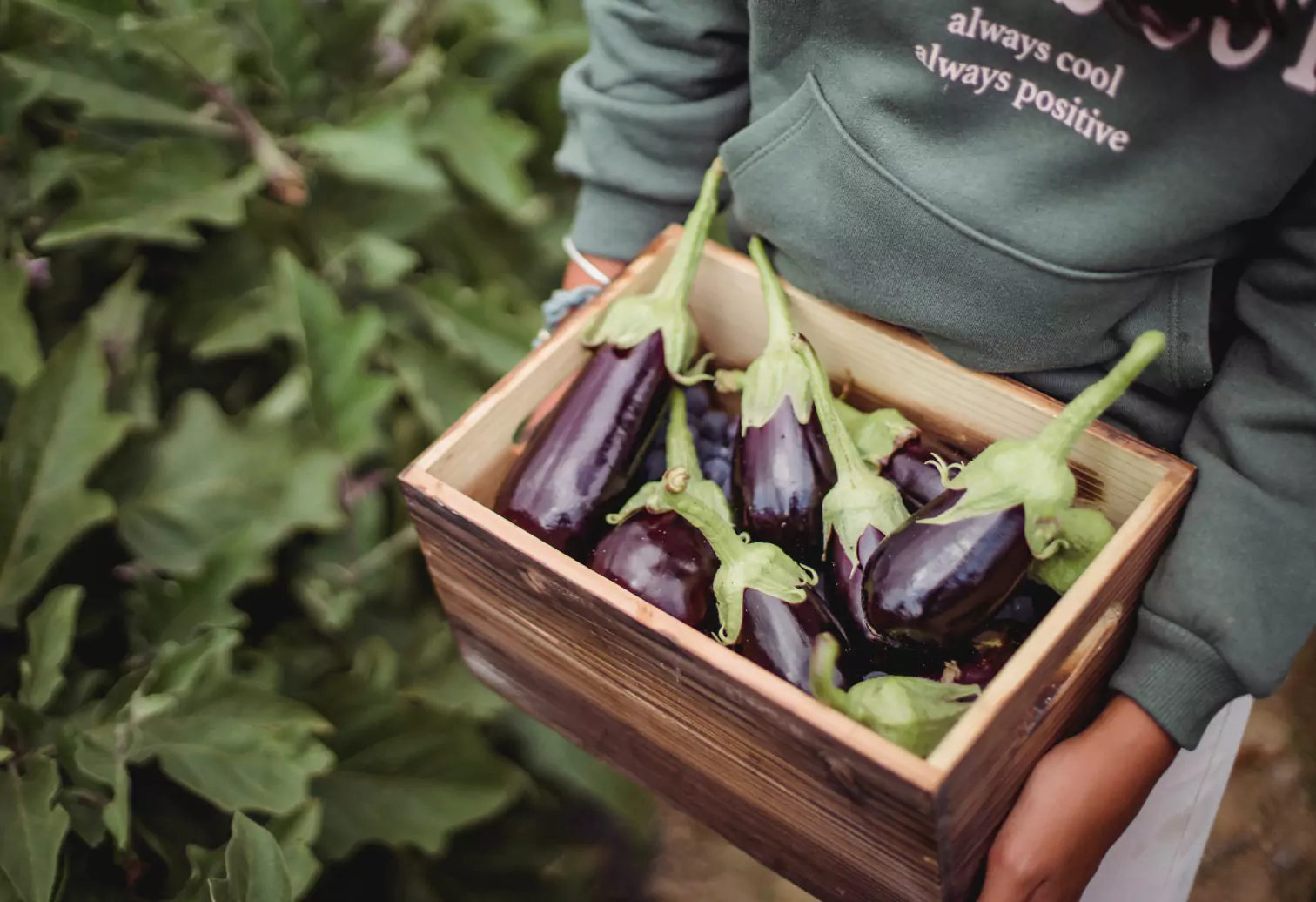 a box of eggplant