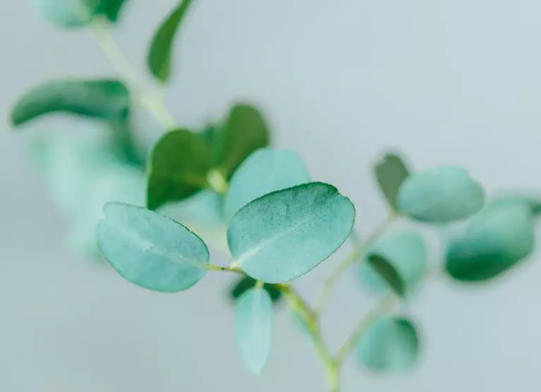 leaves of a plant