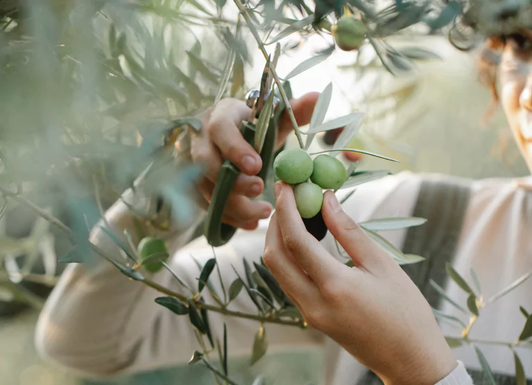 Person cutting olives from tree