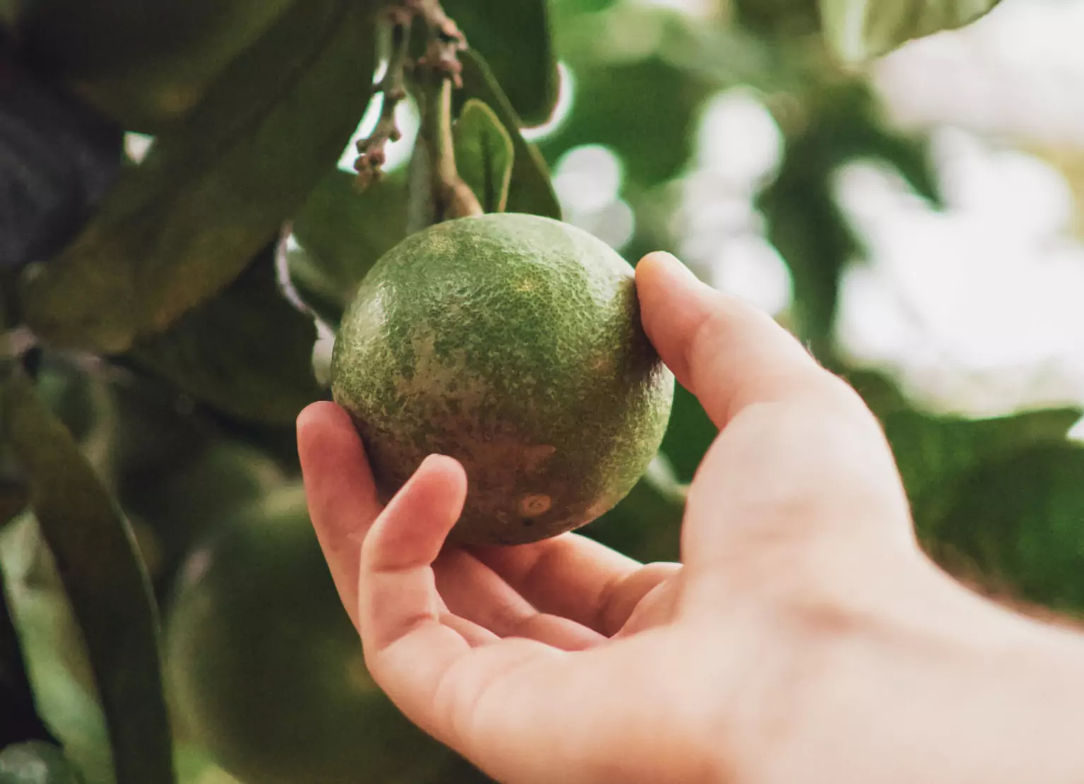 an avocado plant