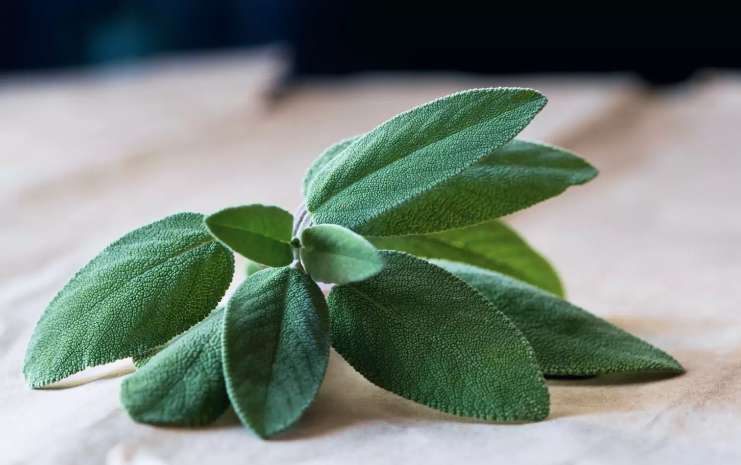 a fresh bunch of sage leaves