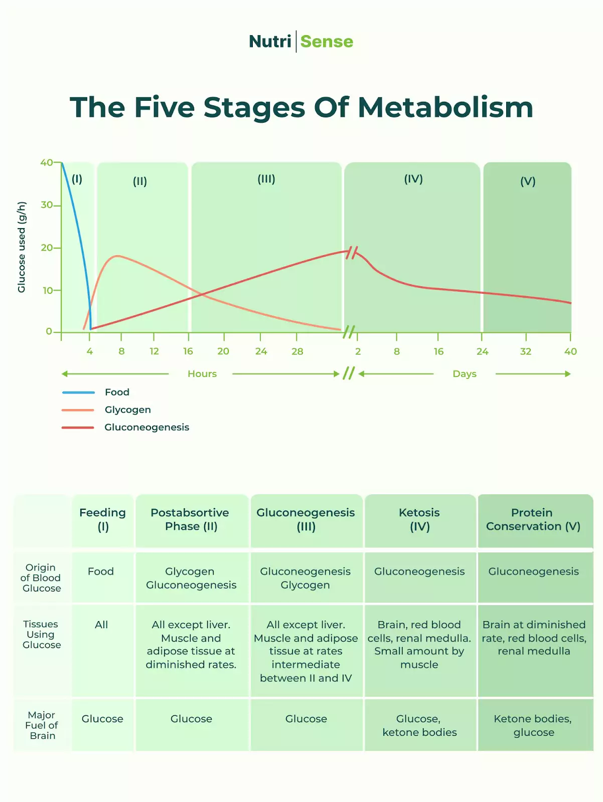 a chart of the five stages of metabolism 