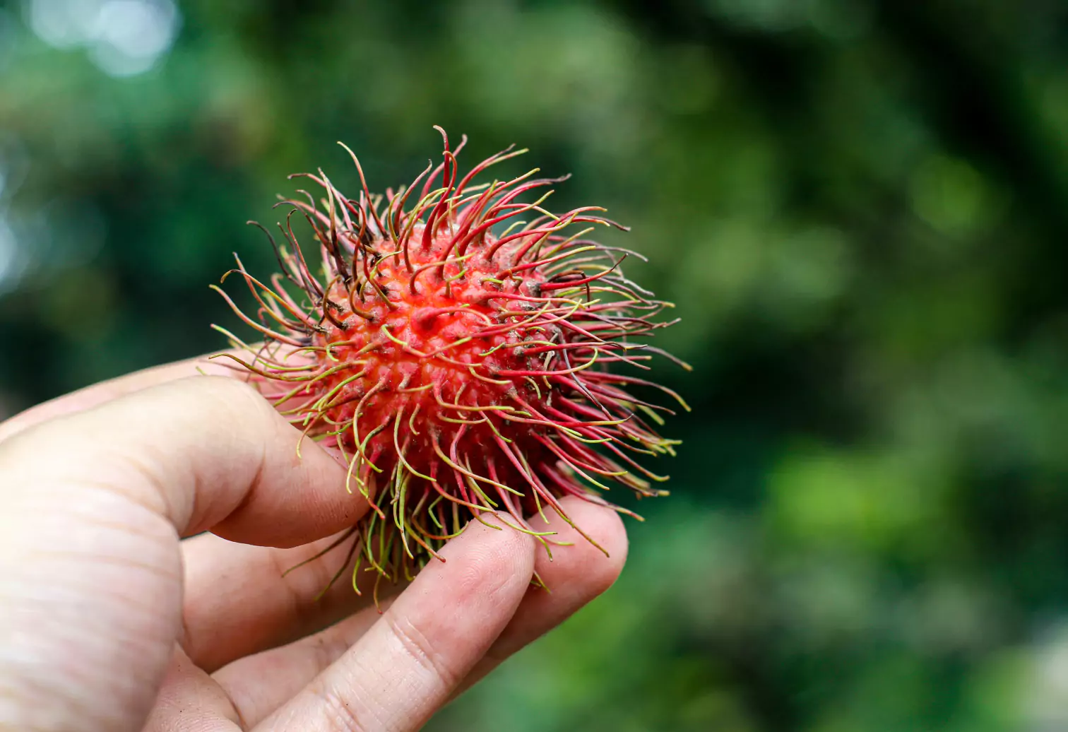 a person holding a Rambutan fruit