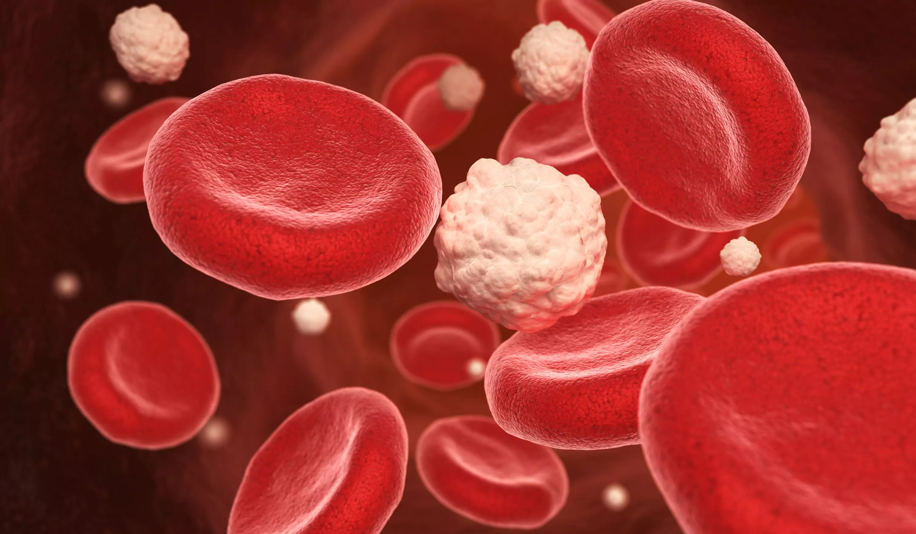 blood cells under a microscope