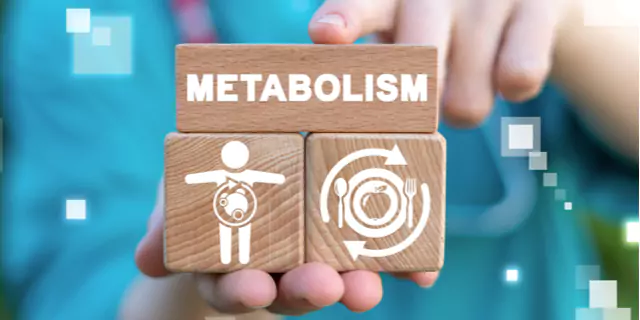 dices that showing words "Metabolism", a picture of person and a digesting system  