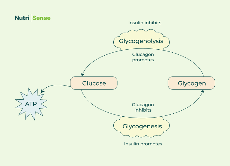 a graphic of glycogenolysis