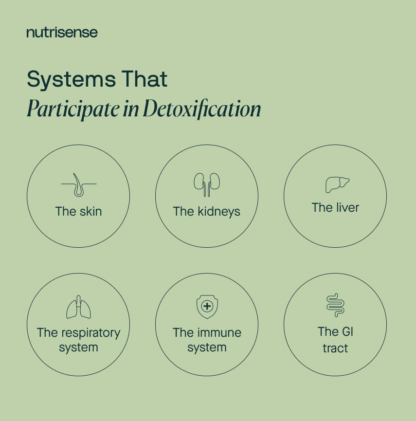 Systems that Participate in Detoxification