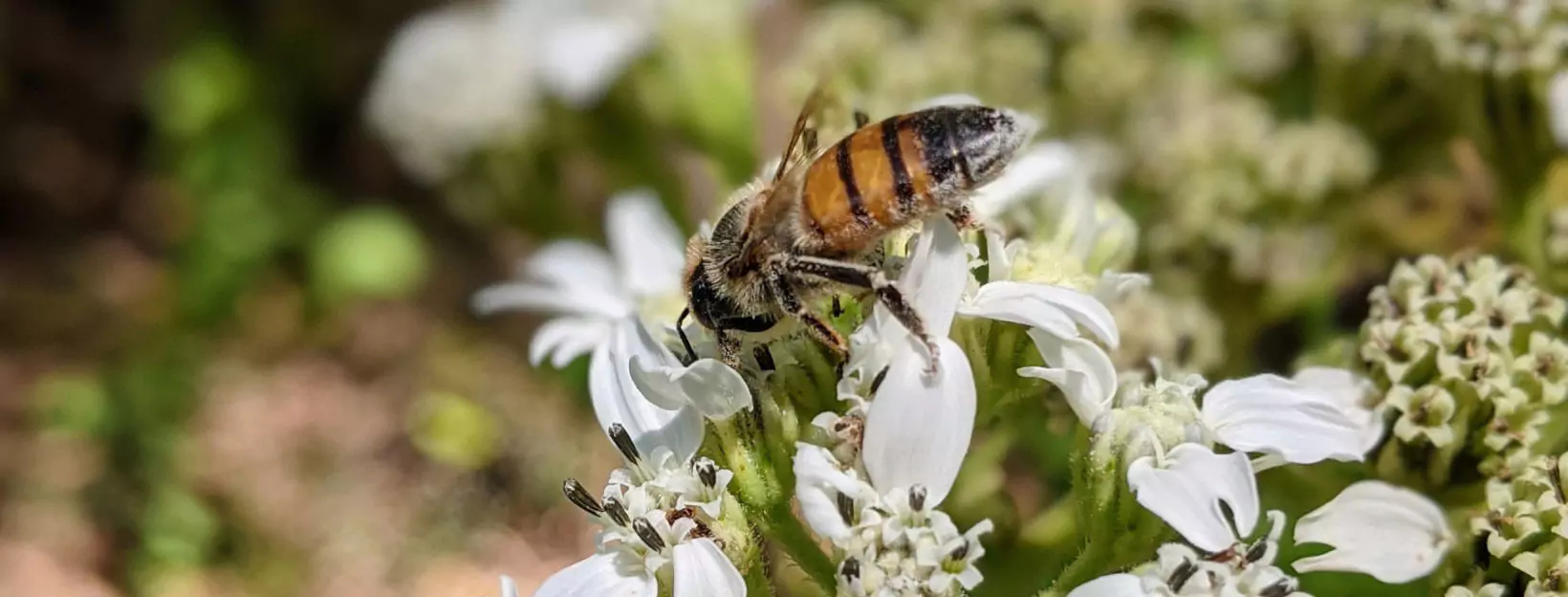 a bee on a flower