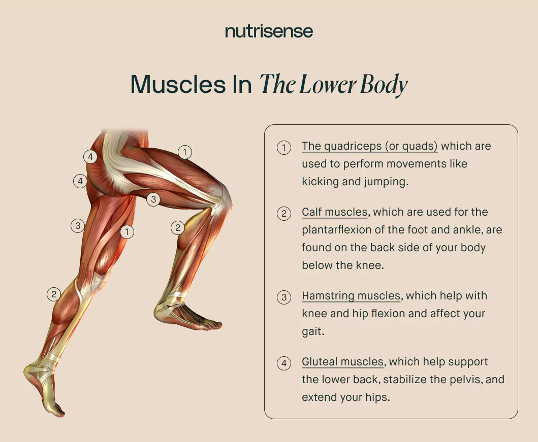 Muscles in the lower body