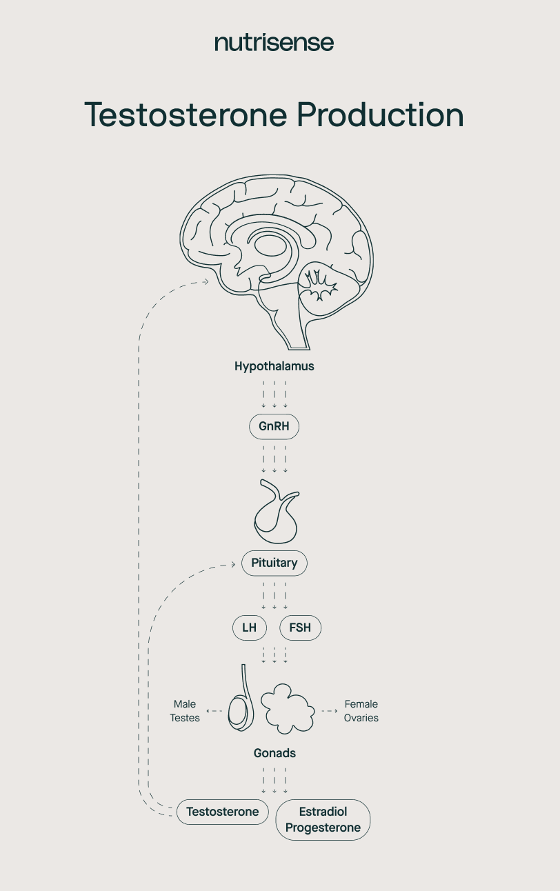 graphic of how testosterone is produced