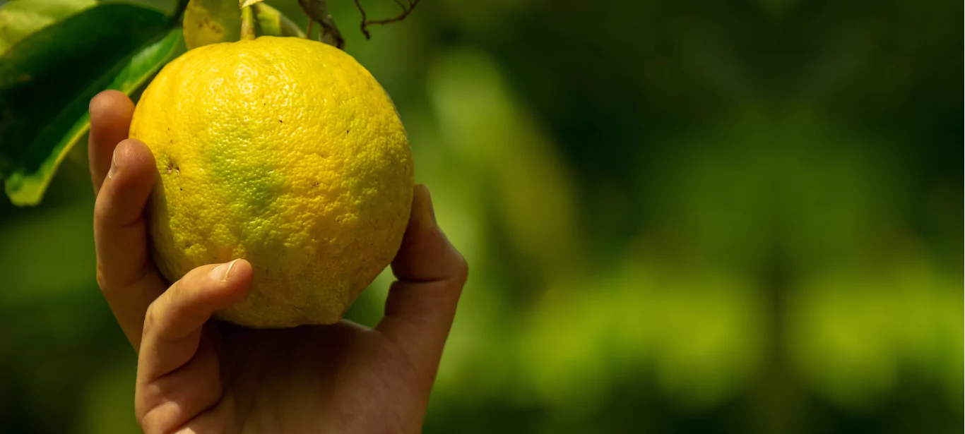 Fresh Yuzu, Japanese Fruit