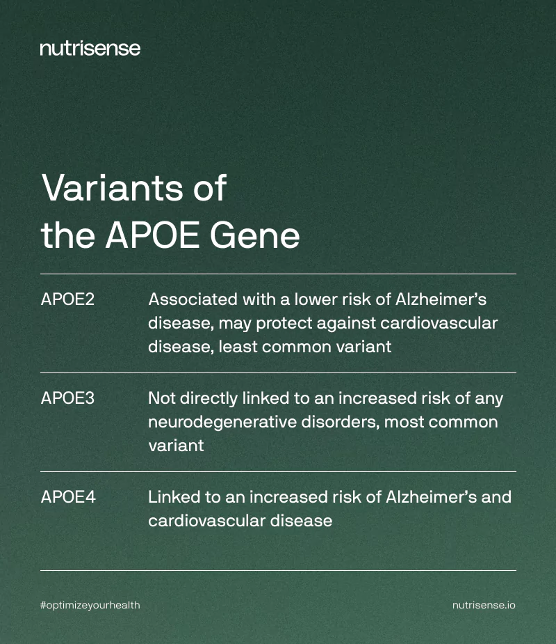 variants of the apoe gene explained