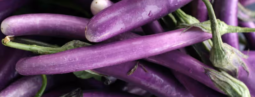 A batch of purple Japanese eggplants