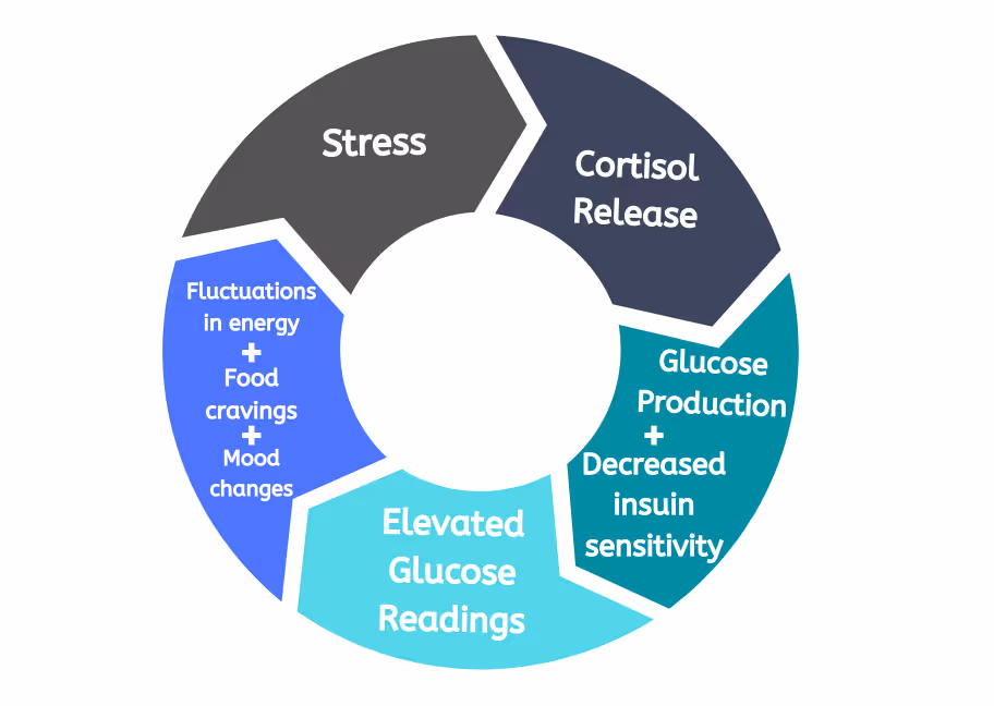 a donut diagram showing stress, cortisol and glucose dependencies