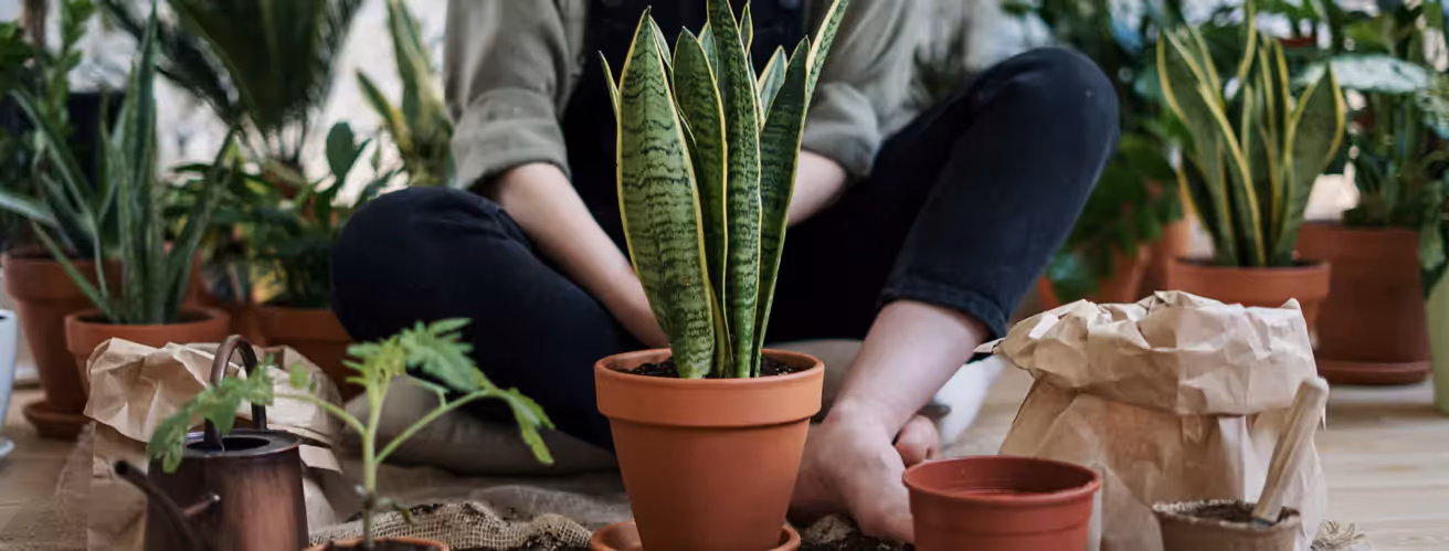 a person planting a plant in a pot