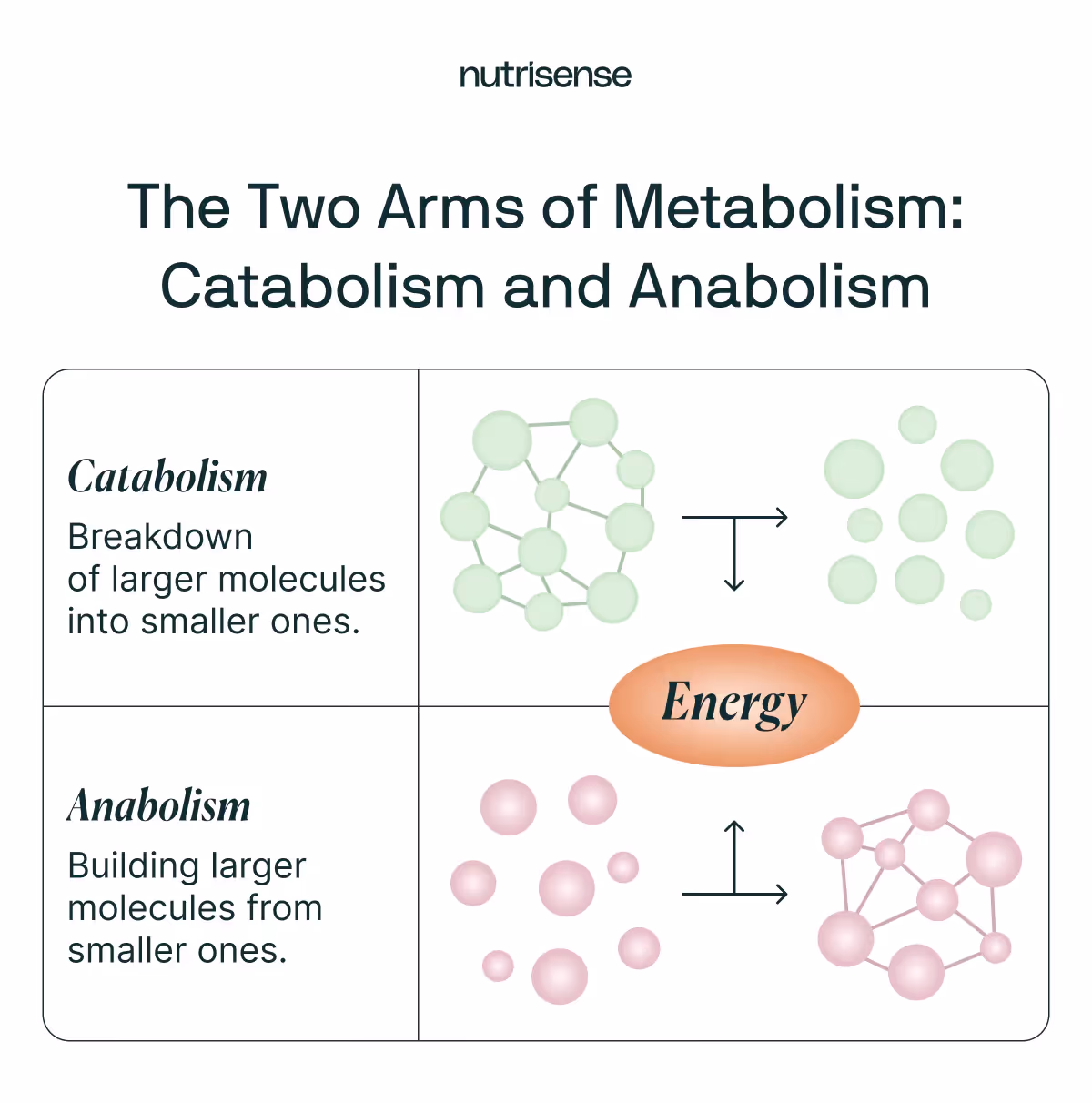 two arms of metabolism