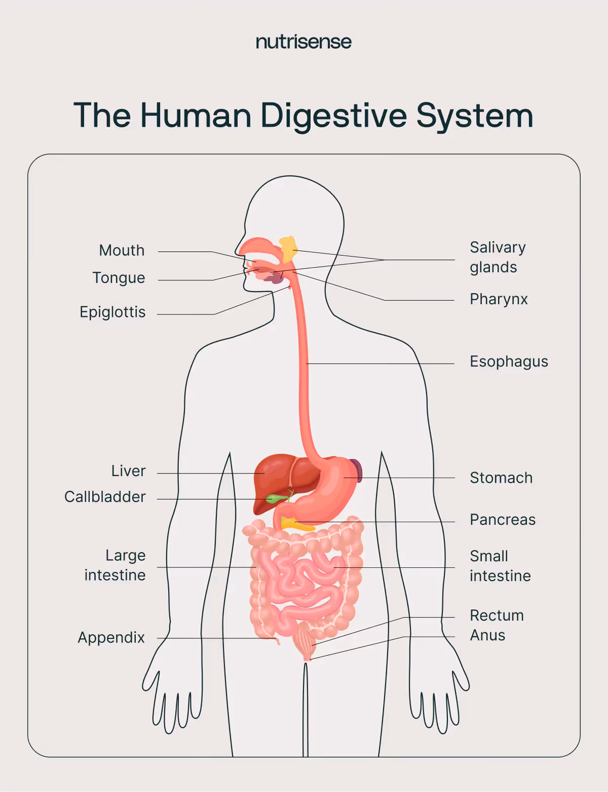 human digestive system