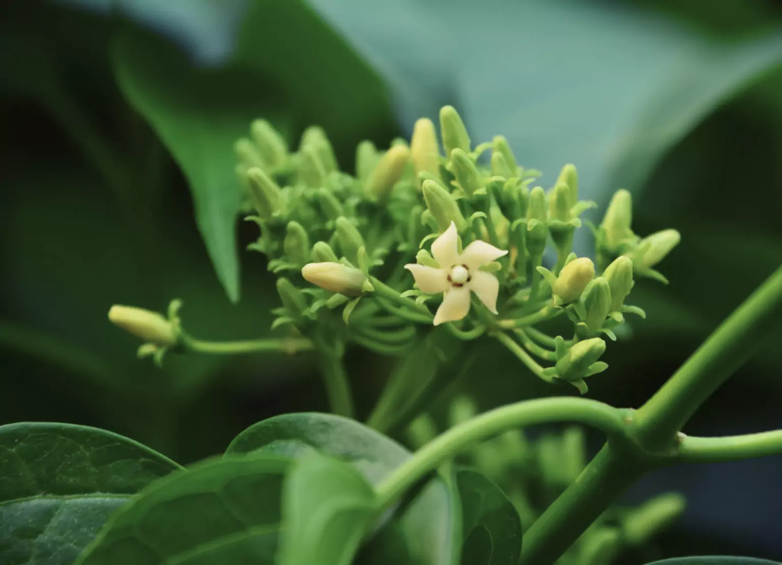 a gymnema sylvestre plant