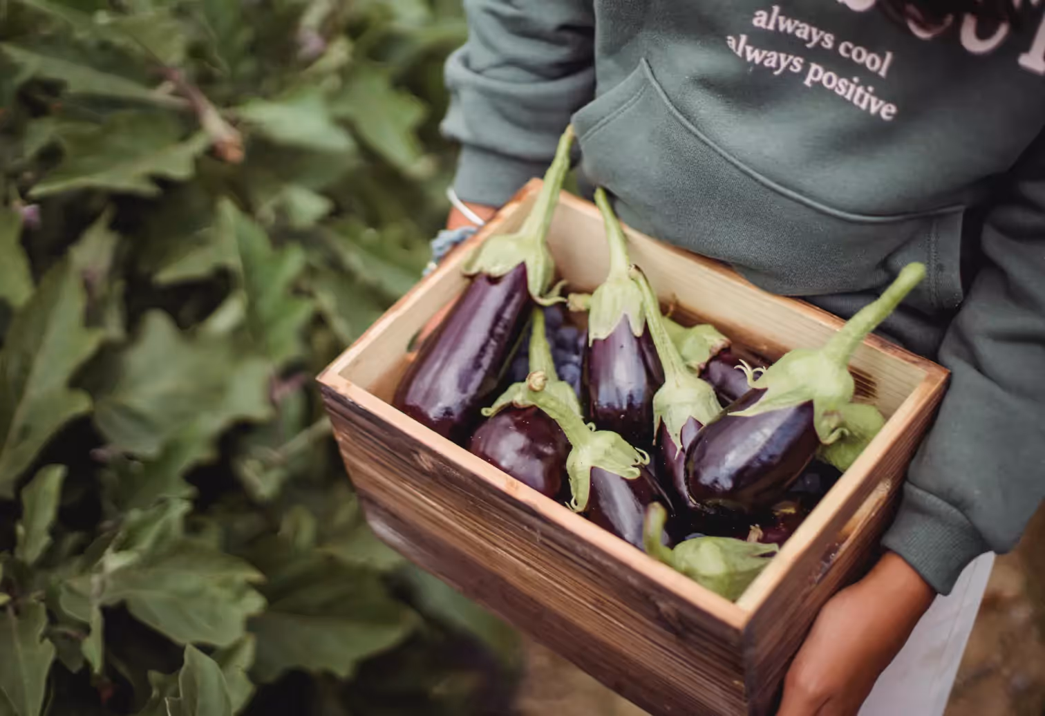 a box of eggplant