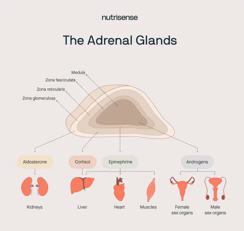 graphic of the adrenal gland and hormones