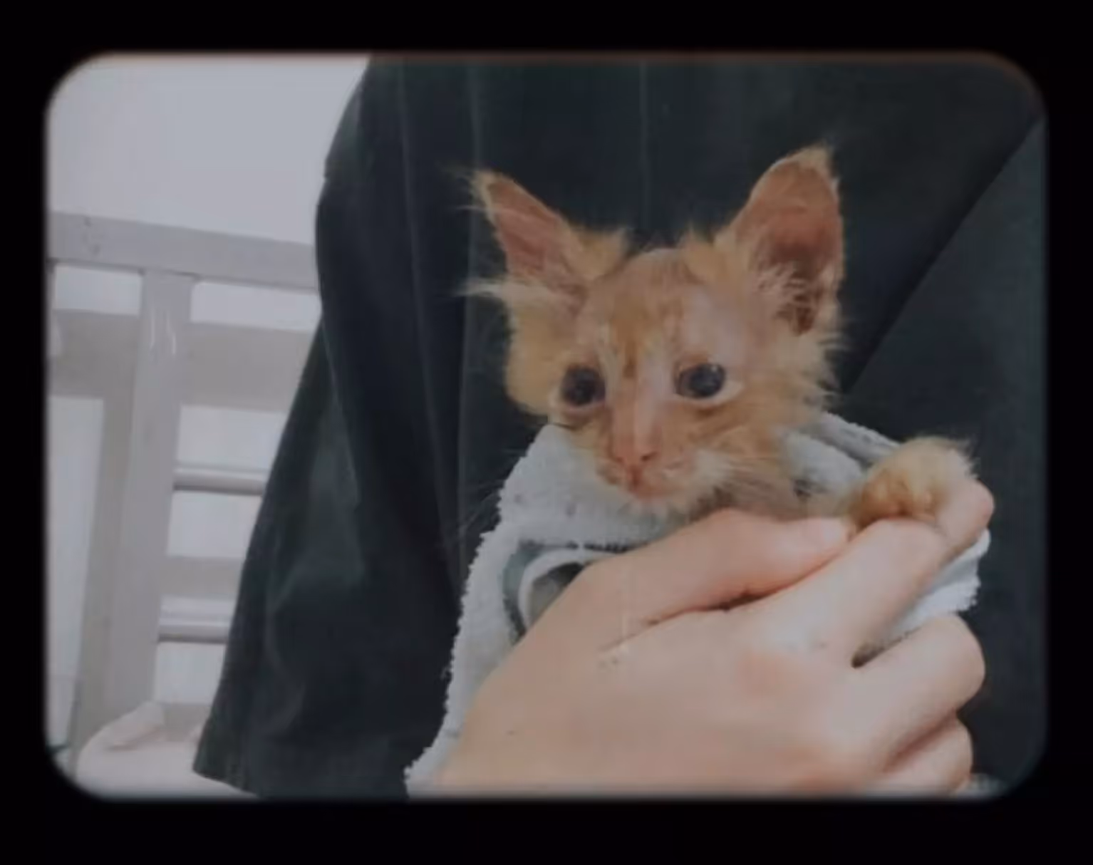 vika's cat when it was rescued