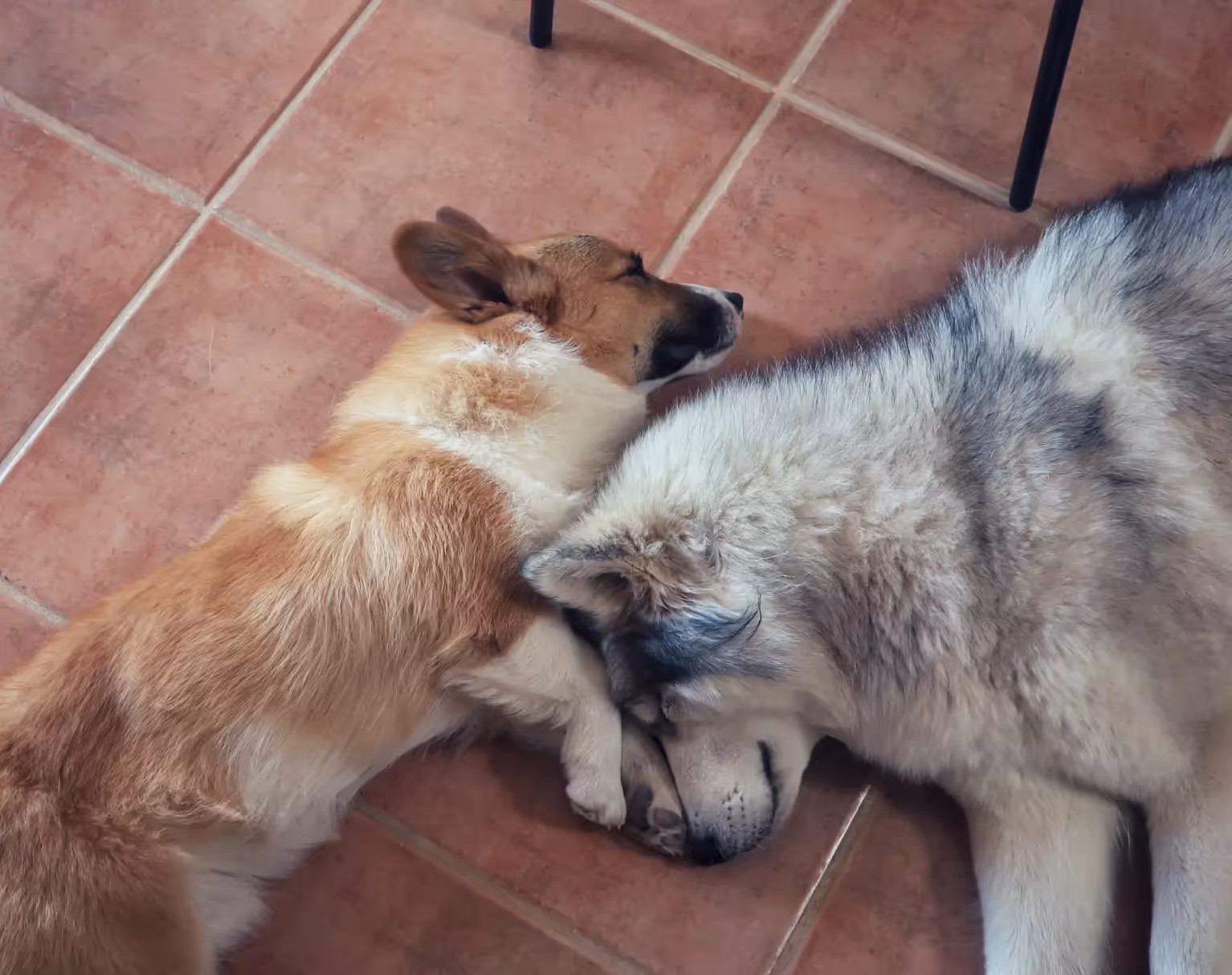 heather's two dogs laying together
