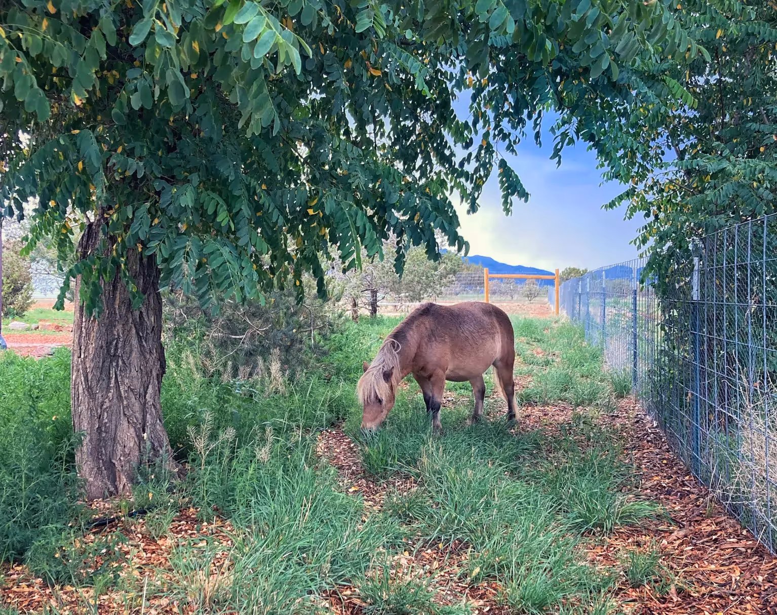 heather's horse eating