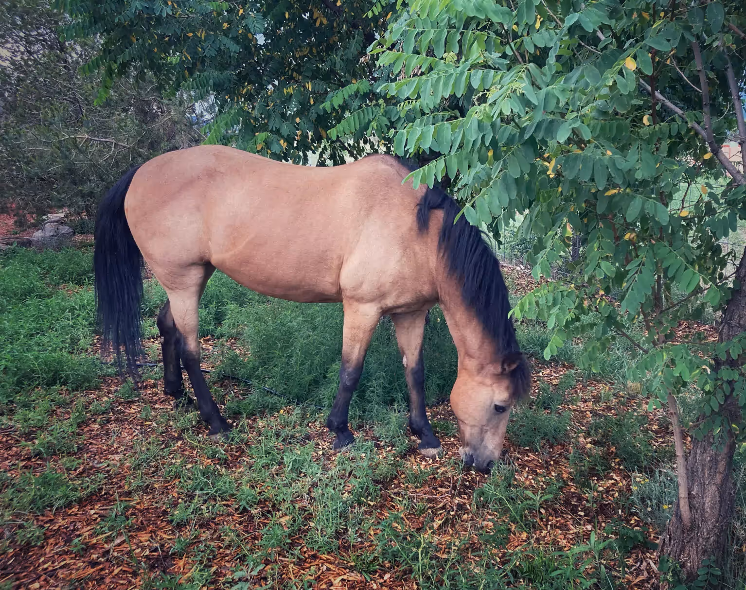 heather's horse in a field