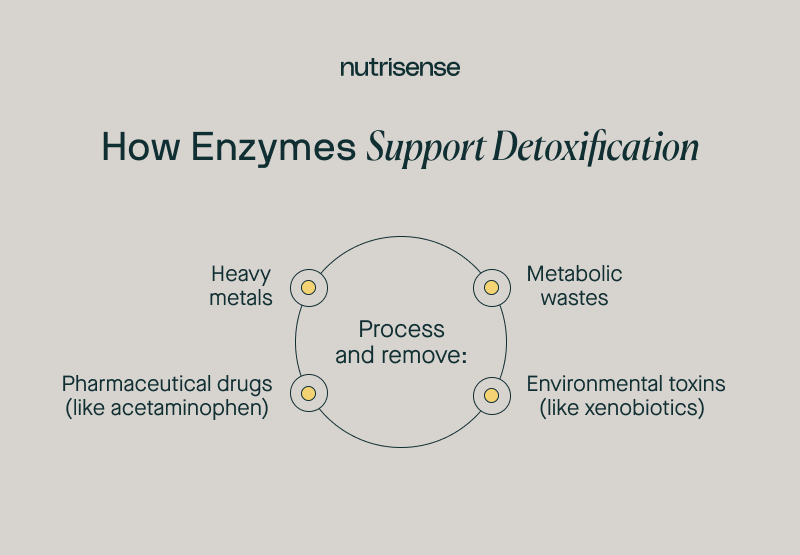 How enzymes support detoxification