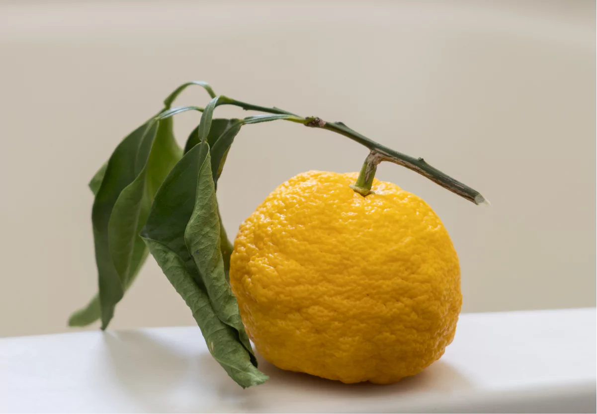 a yuzu fruit with a branch and leaves