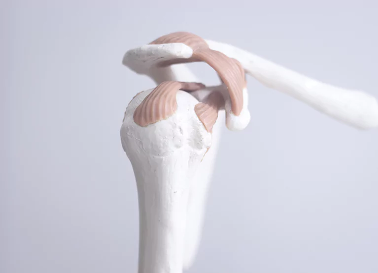bones that make up a joint