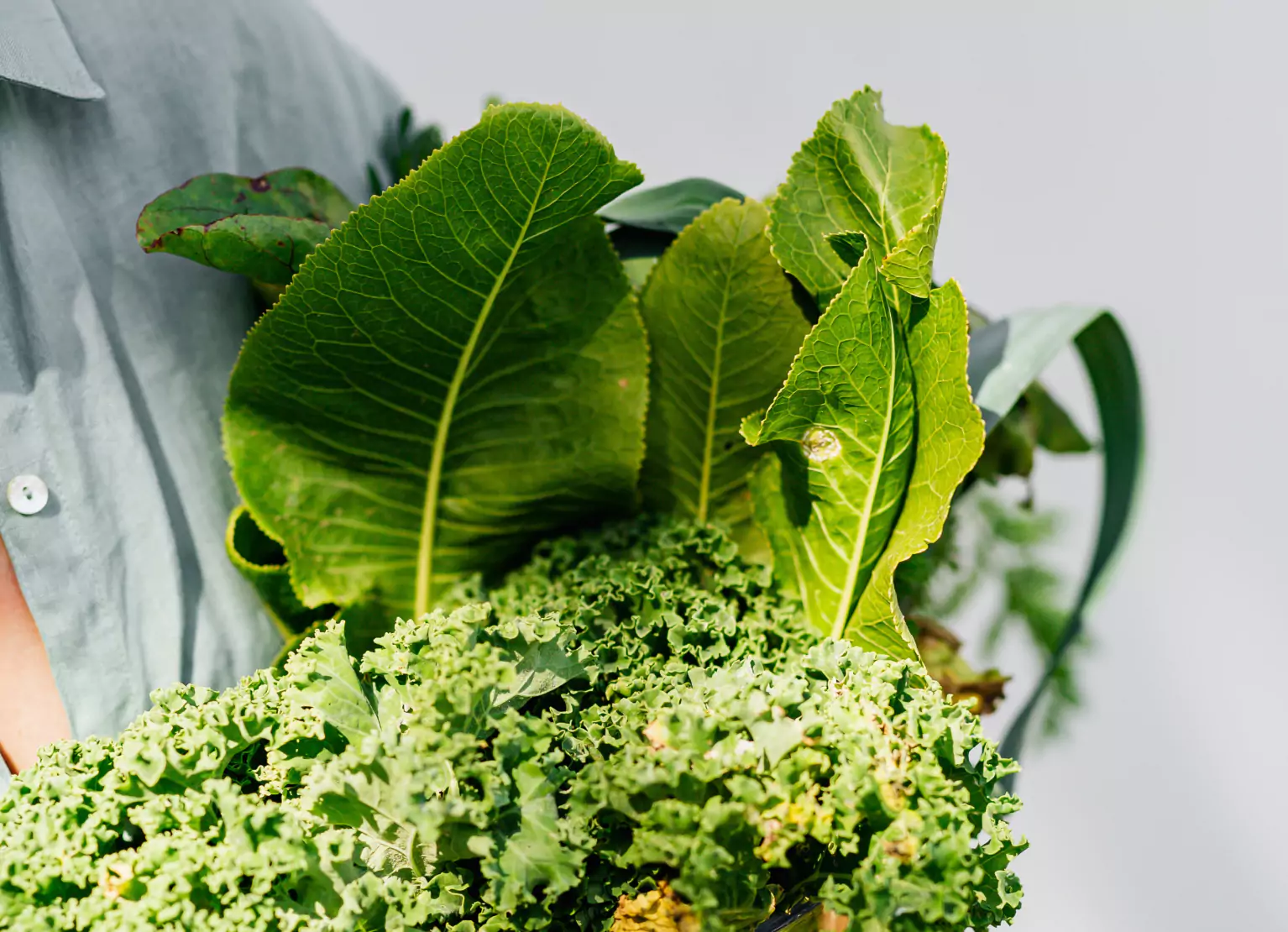 someone holding a bunch of lettuce